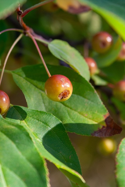 弗里克解锁巴萨复兴密码，欧冠生死战前的全面剖析